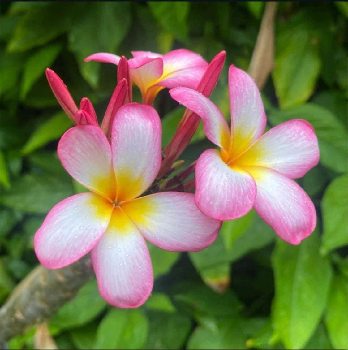Pink Mist Plumeria Rooted Cutting – 12 Inch Tropical Frangipani Starter with 3 Tips, Pink and White Flowers, Garden or Indoor Plant