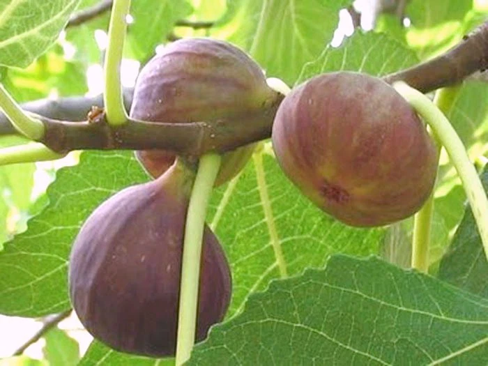 Brown Turkey Fig Cuttings – 3 Fresh Ficus Carica Stems for Rooting, Large Fruit, Easy to Grow, Edible Ficus Carica Plant