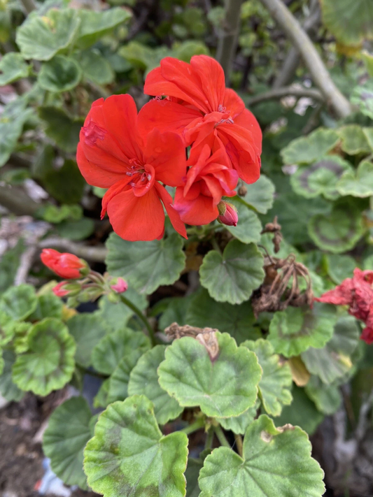 Orange Geranium Cuttings – 6 Live Pelargonium Propagation Plants for Garden, Flowering Outdoor Plants