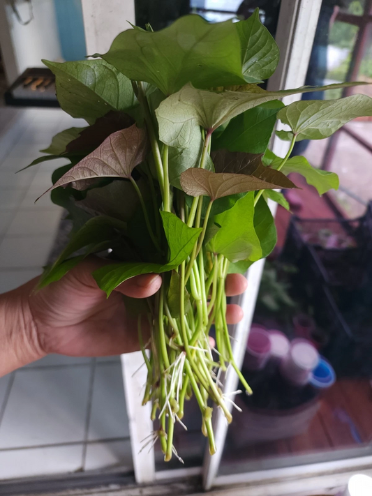 Okinawa Purple Sweet Potato Slips – 10 Live Cuttings – Ipomoea batatas Starts for Garden Growing