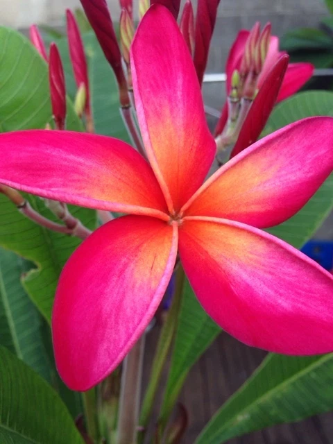 Kaneohe Sunset Plumeria Cutting – 12–14" Frangipani Stem with Tip for Rooting, Tropical Flower Starter, Garden Plant