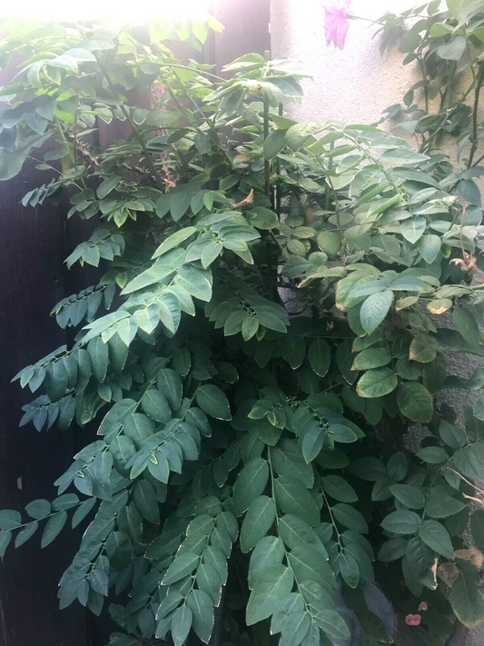 Katuk Plant Cuttings – 5 Unrooted 8-Inch Sauropus androgynus Branches for Gardening, California Grown