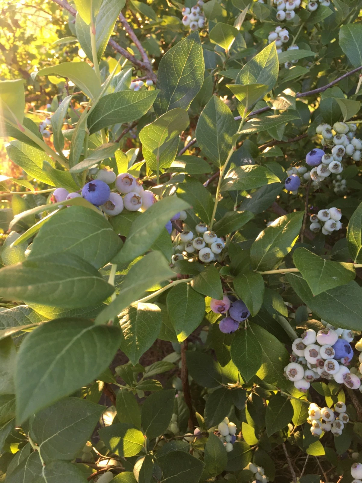Blueberry Hardwood Cuttings – Vaccinium corymbosum, 10 Unrooted Cuttings, Elizabeth & Chandler Varieties