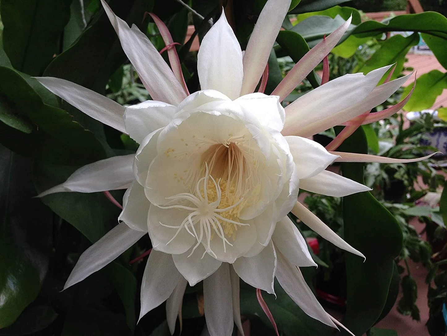 Queen of the Night Cuttings – 2 Live Epiphyllum Oxypetalum Orchid Cactus Stems, Night-Blooming, Easy-Rooting, Indoor or Outdoor Plant