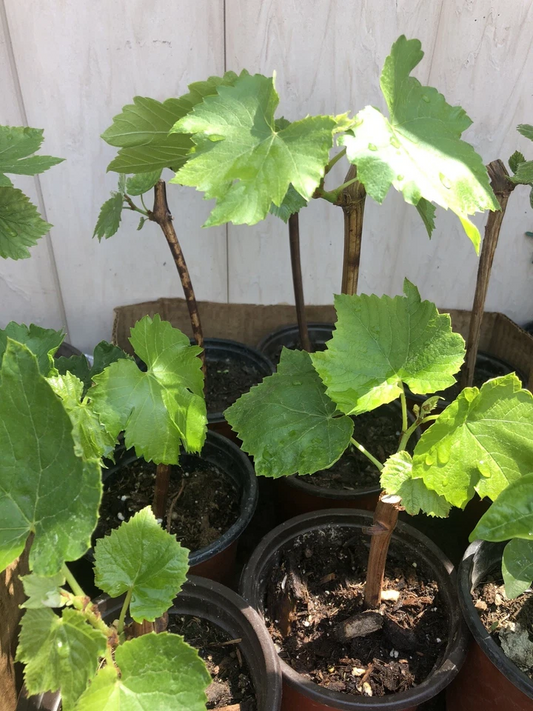Green Grape Vine Cutting 12" Seedless Variety Live Plant for Garden Trellis & Fruit Growing