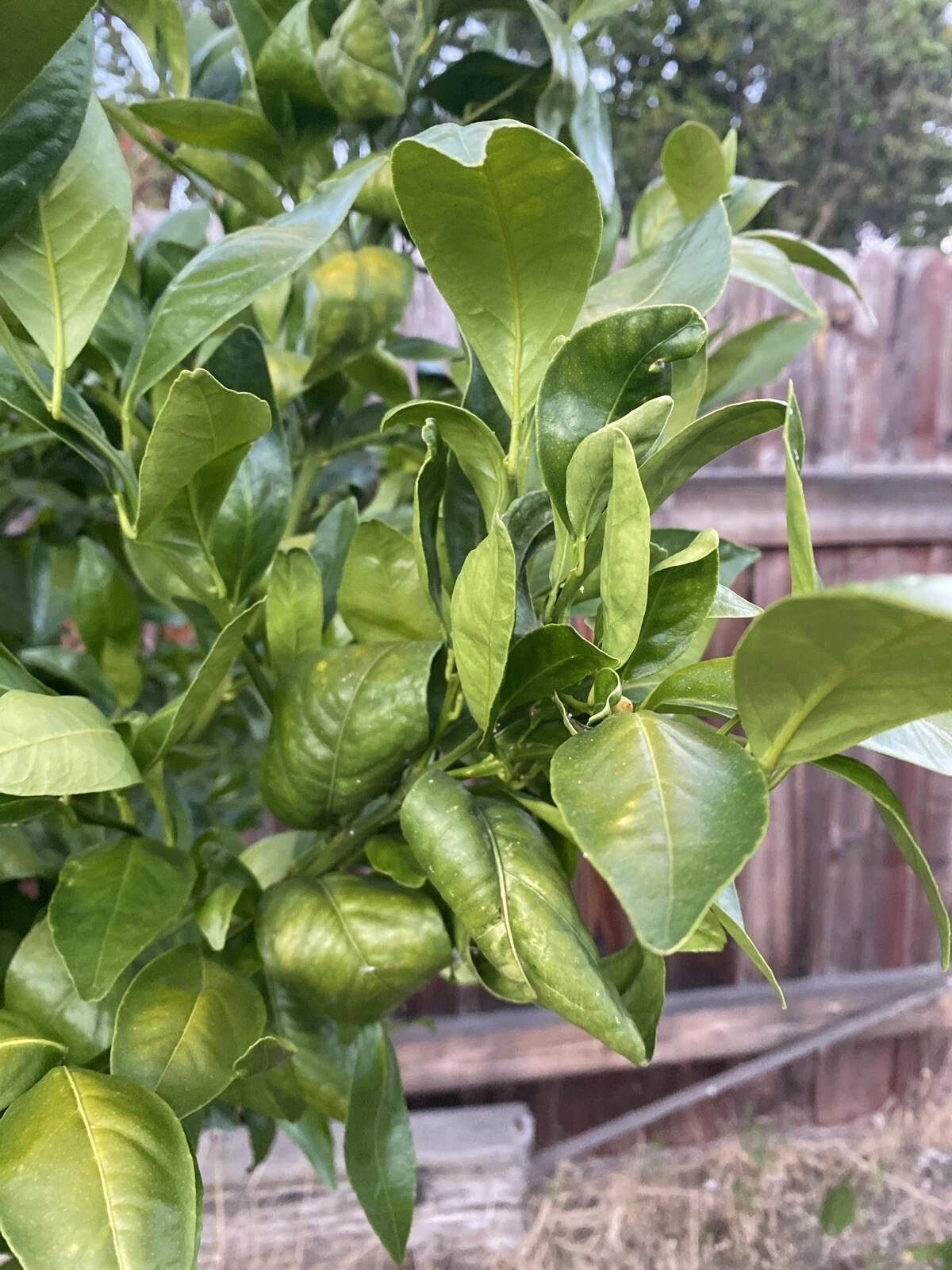 Pixie Mandarin Unrooted Cuttings – Citrus reticulata ‘Pixie’ Tree Propagation Grafting for Home Garden