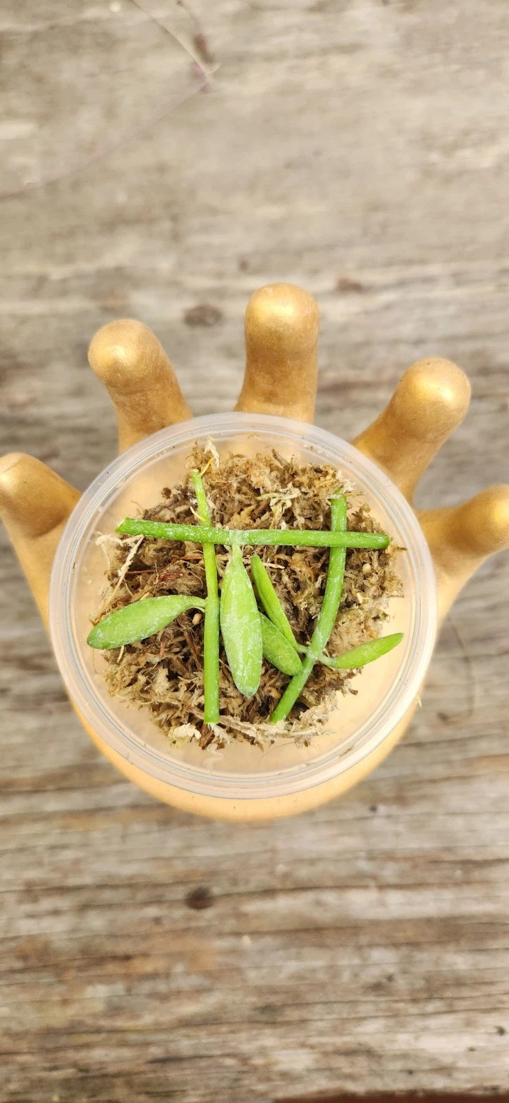 Dischidia Bengalensis Cuttings – Unrooted Live Vining Houseplant in Propagation Cup – Dischidia bengalensis