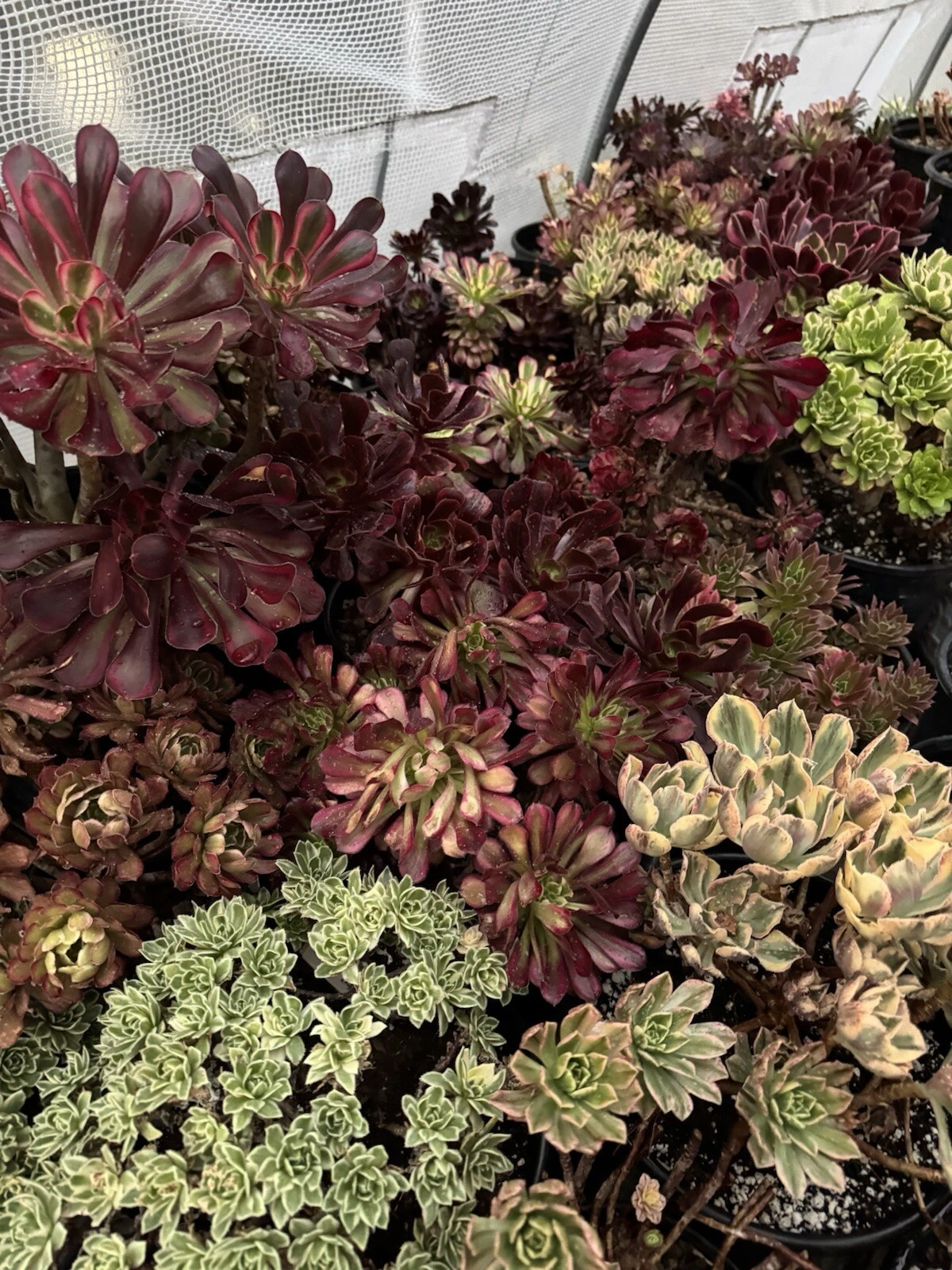 Aeonium Succulent Cuttings – 3 Live Propagation Plants – Rosette-Shaped, Vibrant Color, Low-Maintenance Indoor & Garden Planting
