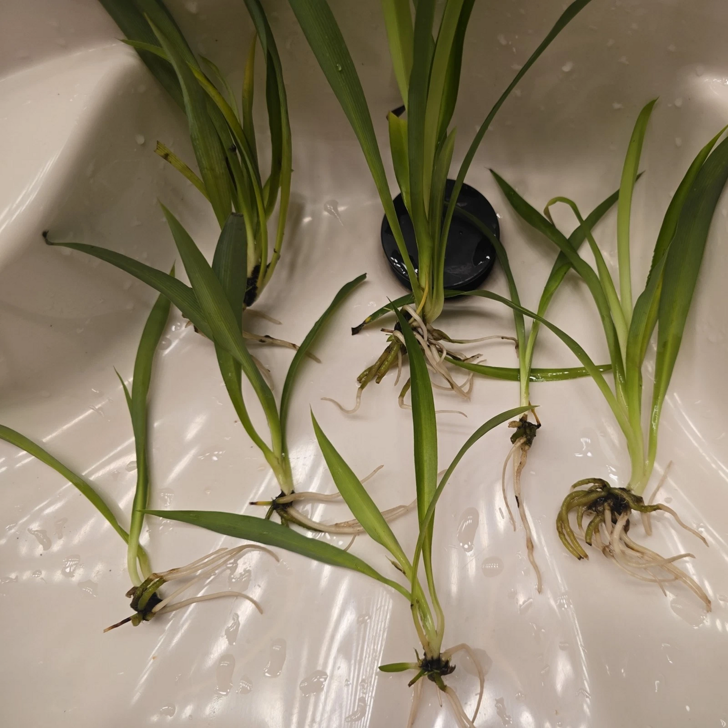 Green Spider Plant Pups – Live Rooted Cuttings, Chlorophytum, Indoor Houseplant, Non-Variegated, Easy to Grow