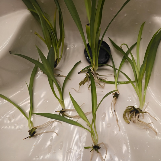 Green Spider Plant Pups – Live Rooted Cuttings, Chlorophytum, Indoor Houseplant, Non-Variegated, Easy to Grow