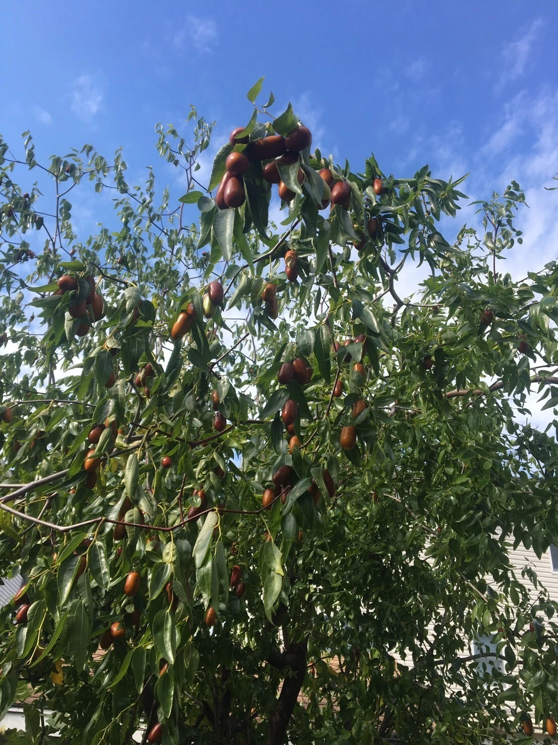 Tigertooth Jujube Cuttings - 5 Fresh 6-8in Hardwood Twigs for Grafting, Ziziphus Jujuba - Ideal for Propagation and Orchard Expansion