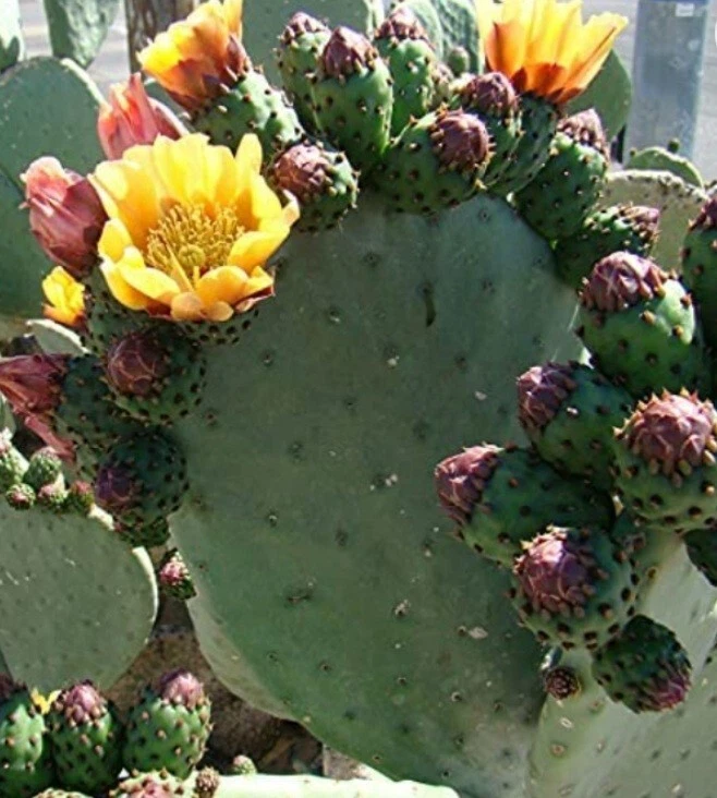 Prickly Pear Cactus Cutting – 1 Fresh Opuntia Pad for Planting – Drought-Tolerant Succulent, Edible Pads, Desert Plant, Opuntia ficus-indica