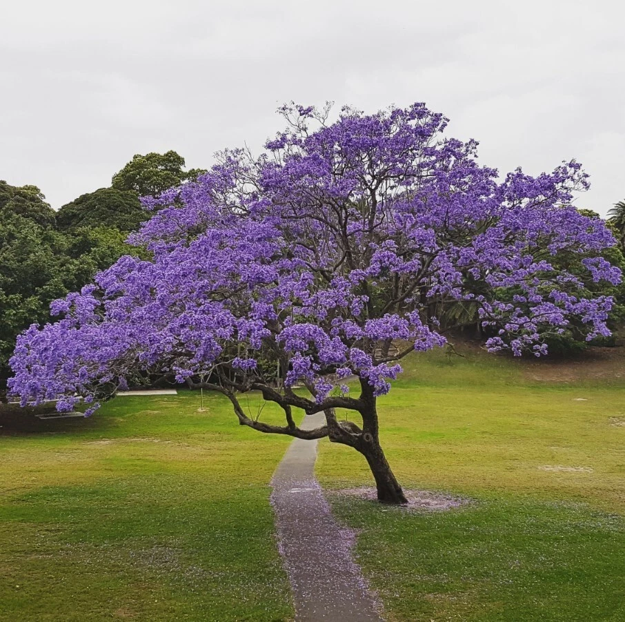 Blue Jacaranda Tree – Live Starter Plant 6-8 Inch Jacaranda mimosifolia for Outdoor Gardens and Landscaping