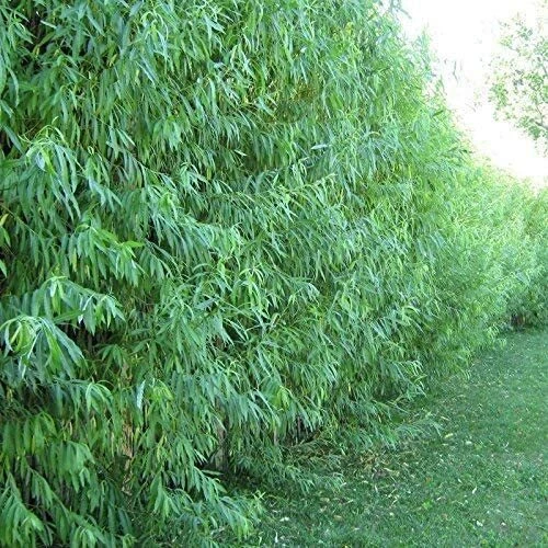 Hybrid Willow Unrooted Cuttings – 50 Salix Hybrid Tree Propagation Planting for Garden Landscaping
