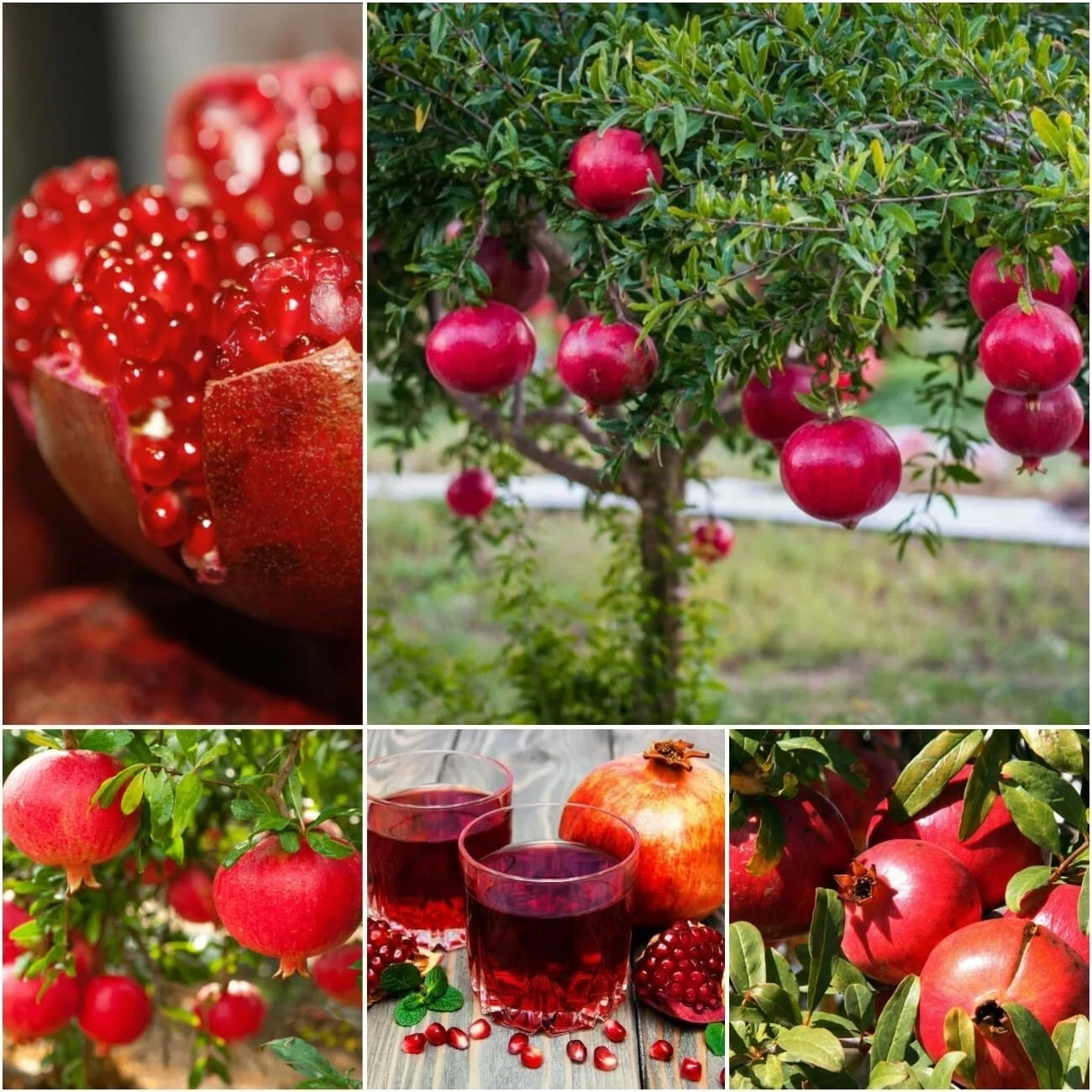 Pomegranate Tree Cuttings – 10 Hardwood Propagation Set Punica granatum Varieties for Gardening and Fruit Production