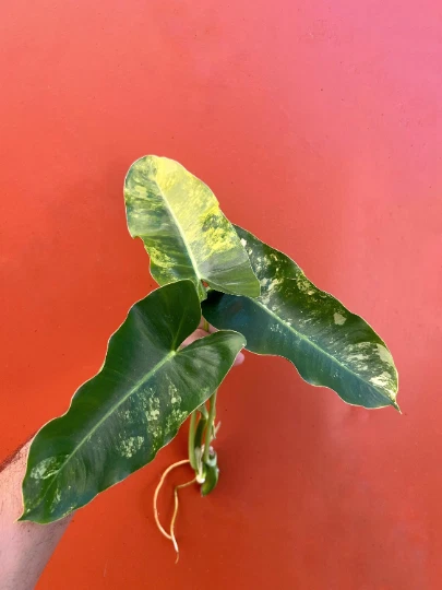 Variegated Burle Marx Philodendron Cutting with Air Roots for Propagation Indoor Tropical Houseplant Philodendron burle-marxii