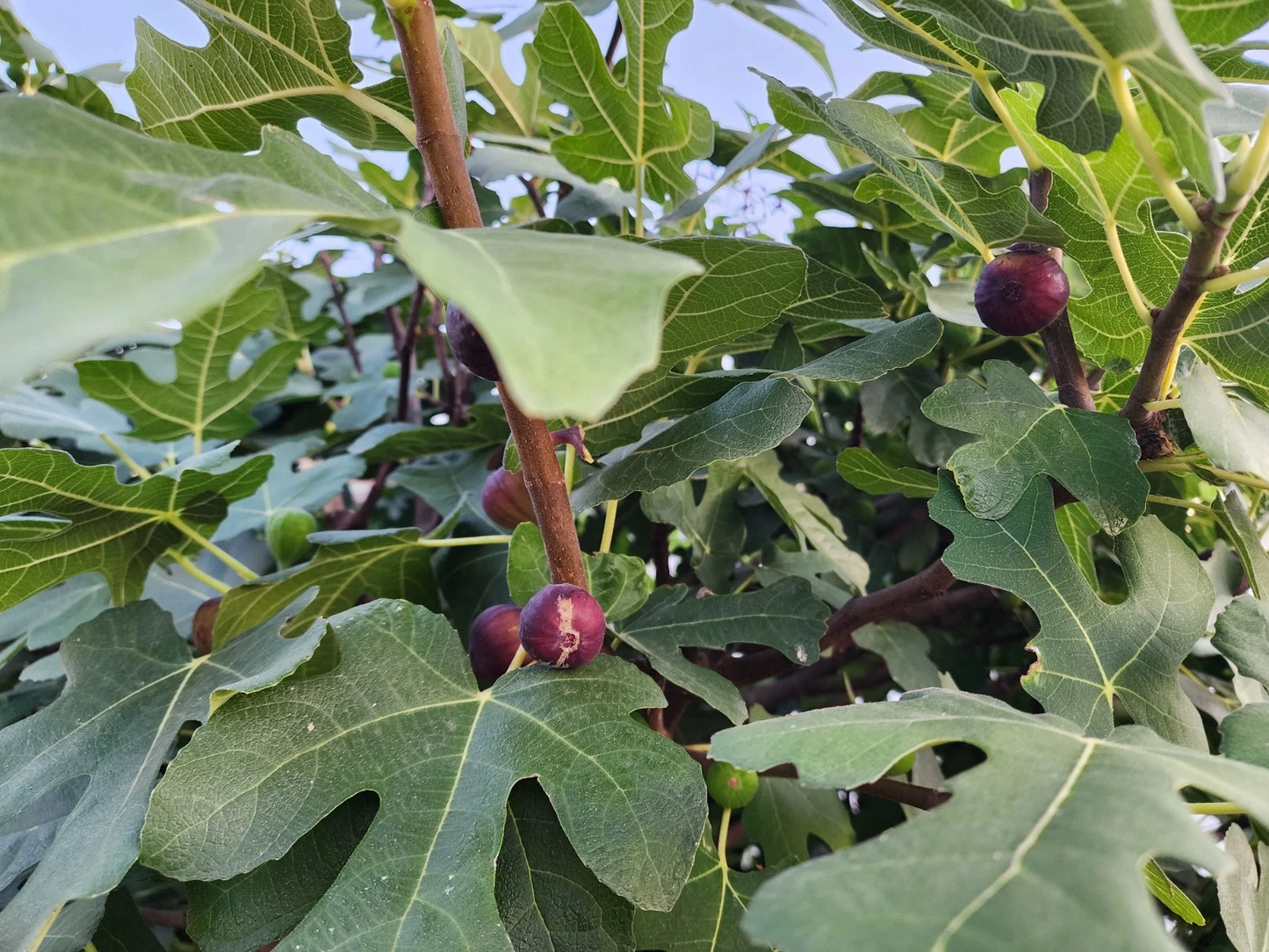 Fig Tree Cuttings – Italian Ponza Ficus Carica Live Planting Set – 6 Healthy Live Cuttings for Garden Growth