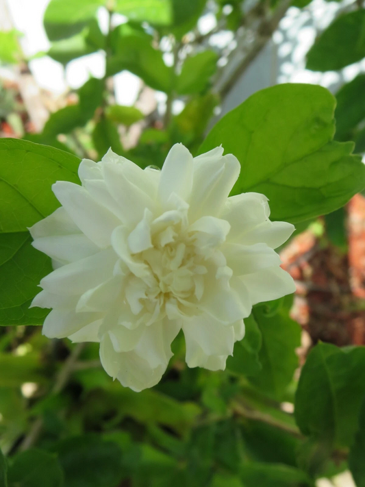 Grand Duke of Tuscany Jasmine Cuttings – 5 Unrooted Jasminum sambac Flowering Plant for Rooting and Garden Growth