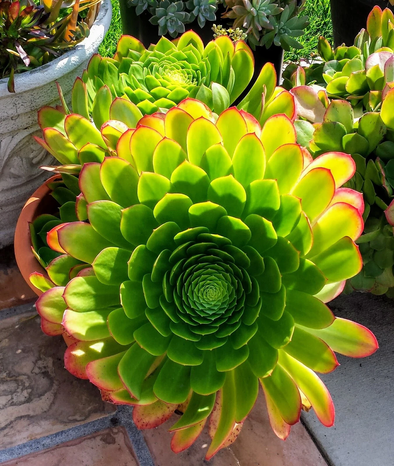 Aeonium arboreum Succulent – Green Rosette Plant with 2 Bonus Cuttings, Easy Propagation, Low Maintenance, Well-Rooted