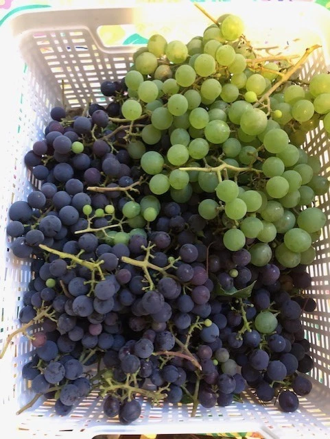 Grape Cuttings – 25 Assorted Vitis Hardwood Cuttings for Vineyard & Garden Propagation