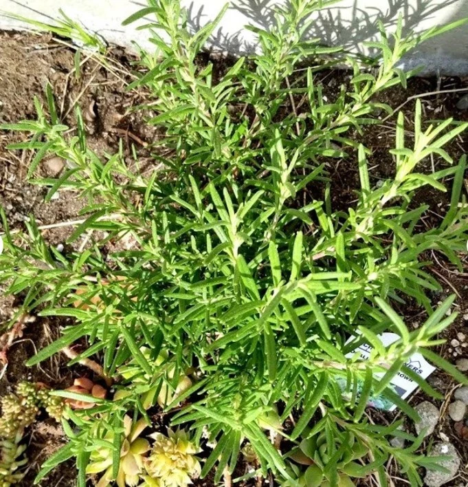 Rosemary Live Cuttings – 5 Unrooted Herb Propagation Cuttings – Salvia rosmarinus for Culinary & Medicinal Use