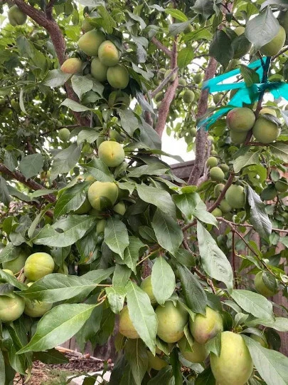 Grenade Pluot Scion Cuttings – Prunus Plum x Apricot Hybrid Wood for Grafting and Propagation