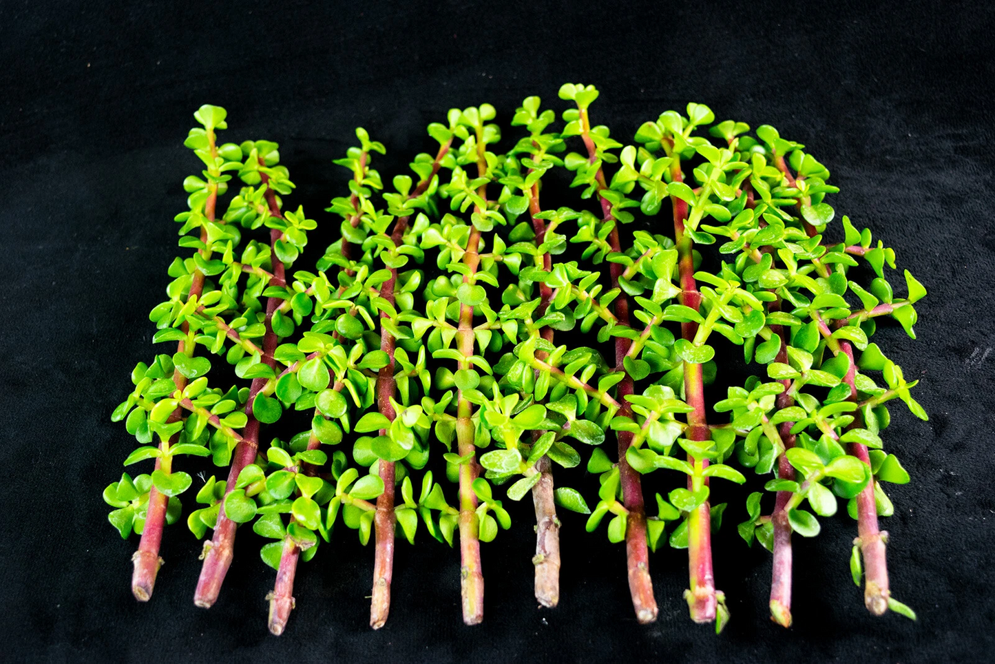30 Portulacaria afra Cuttings – Elephant Bush Succulent Stems 2–5" – Easy to Grow, Unrooted, Hardy Indoor Plant