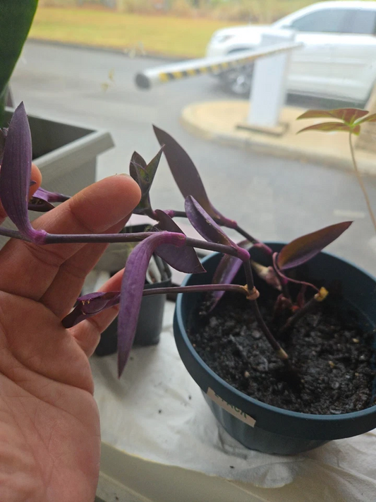 Live Plant Cuttings - Purple Heart Wandering Jew, Tradescantia pallida ‘Purpurea’, Trailing Foliage, 5+ Stems