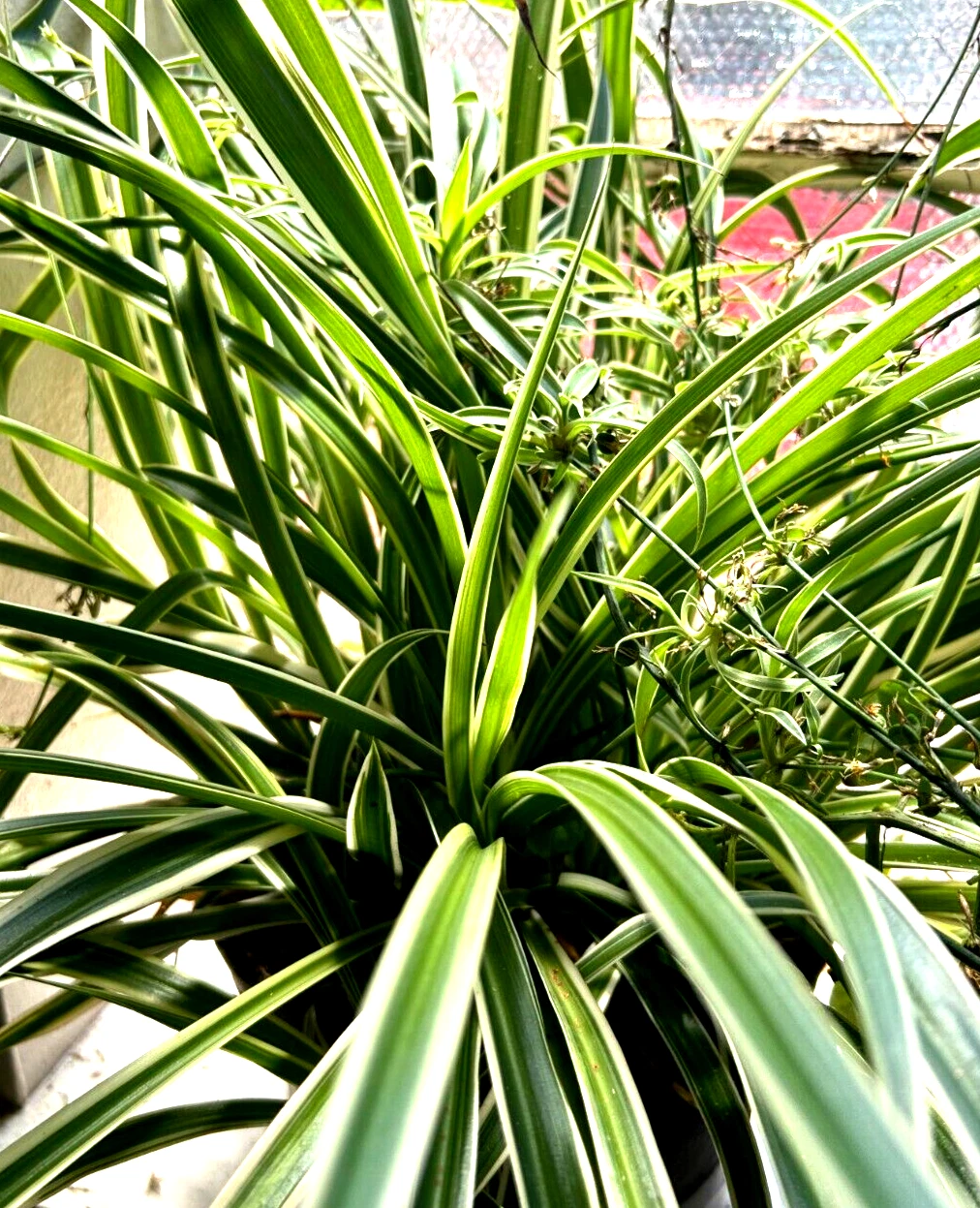 Reverse Spider Plant Cuttings – 3 Live Chlorophytum comosum Reverse-Pattern Variegated Indoor Plant Starters