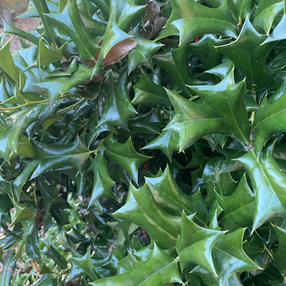 Chinese Holly Cuttings – 5 Unrooted Ilex cornuta Propagation Cuttings 6–8 Inches Long for Garden Planting