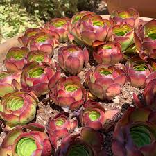 Aeonium Succulent Cuttings – 6 Unrooted Rosettes – Red Burgundy Foliage Starter – Aeonium Catlin (Aeonium arboreum 'Catlin')
