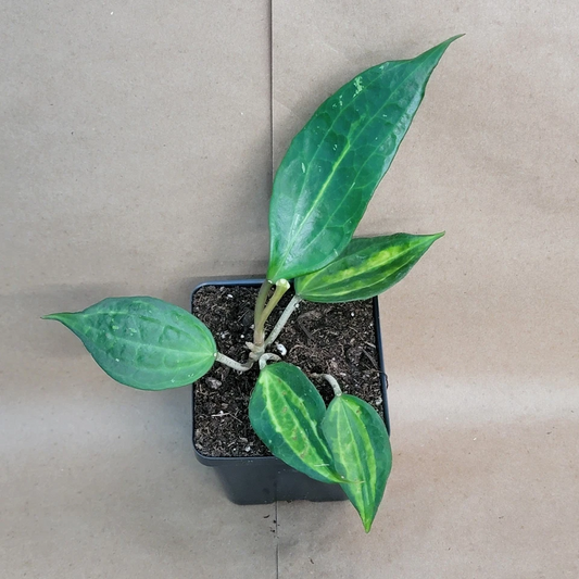 Hoya Macrophylla Reverse Pot of Gold – Variegated Indoor Houseplant in 4 Inch Pot, Tropical Green and Gold Foliage