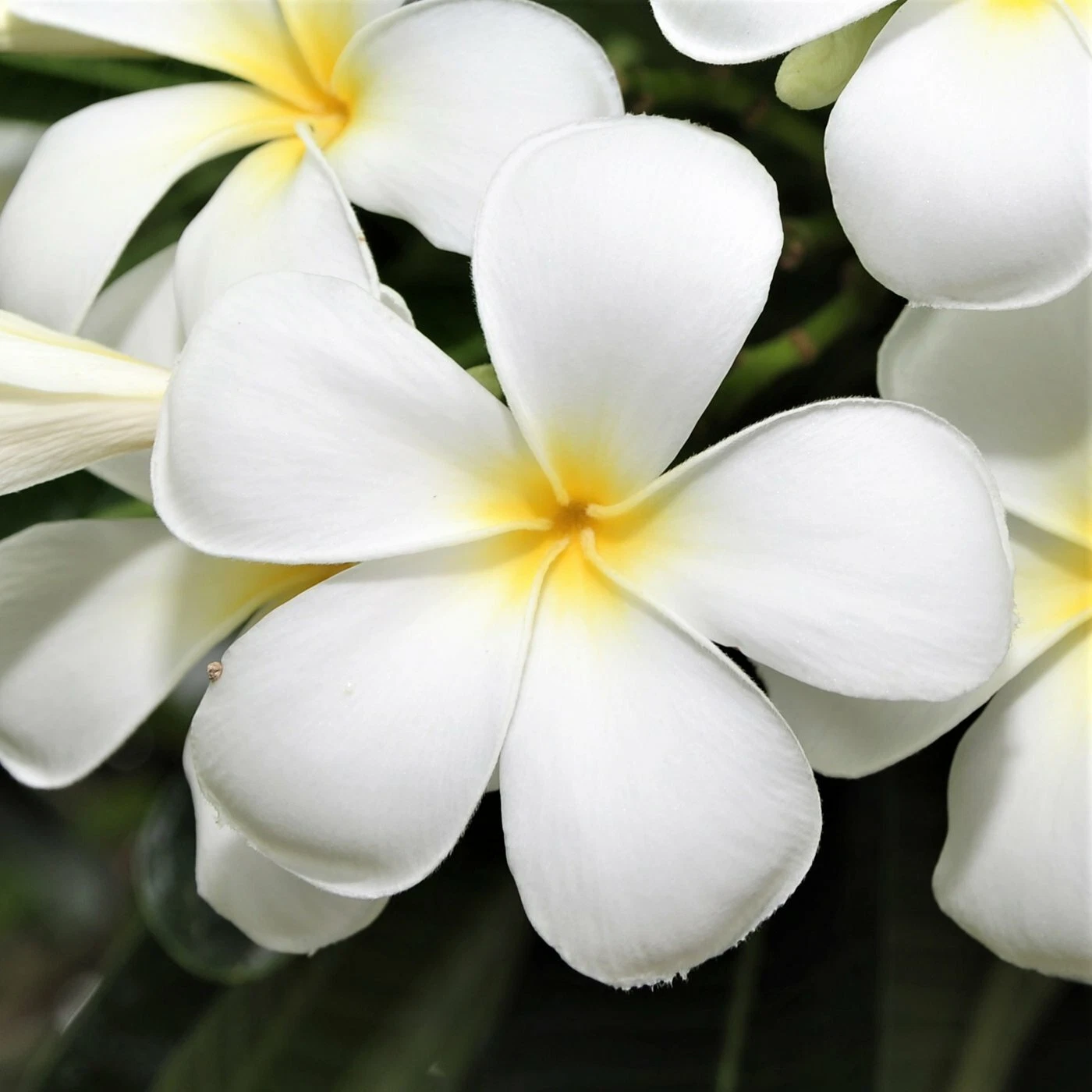 White Plumeria Cutting – 9–12 Inch Unrooted Stem for Tropical Garden or Container Growing – Fragrant Hawaiian Plumeria (Plumeria alba)
