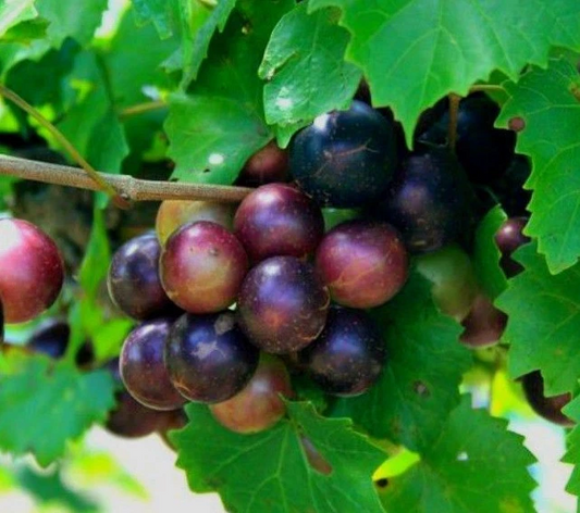 Muscadine Grape Vines – 2 Live Vitis rotundifolia Climbing Plants for Garden, Vineyard & Trellis Growing