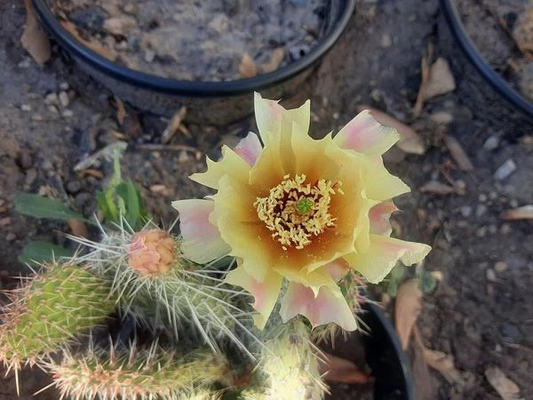 Opuntia polyacantha Cactus Cutting – Hardy Prickly Pear Pad for Desert Gardens, Rock Gardens, Drought-Tolerant Landscaping