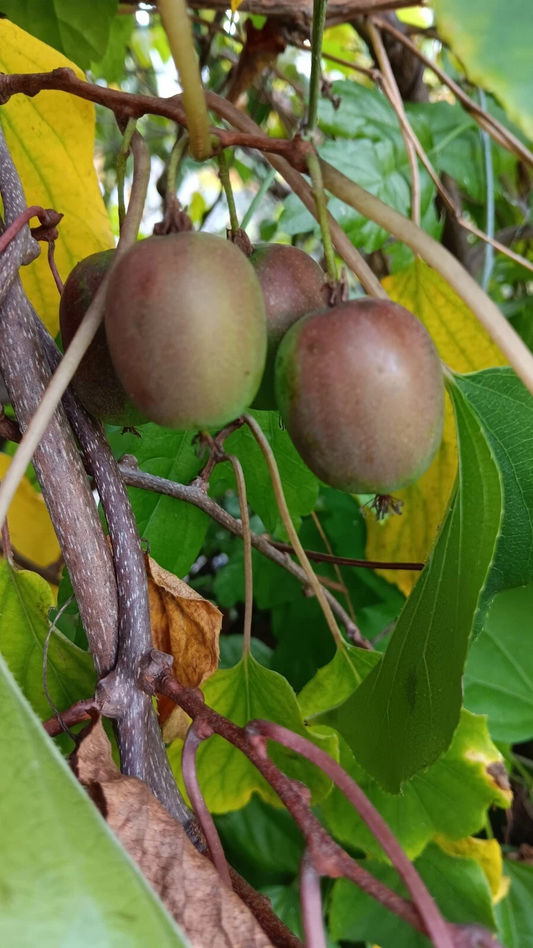Hardy Kiwi Cuttings – 10 Female Actinidia arguta ‘Geneva’ Hardwood Vines for Rooting and Propagation