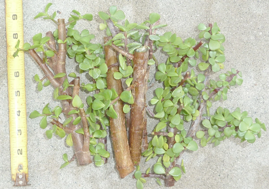 Jade Bonsai Cuttings – 5 Portulacaria afra Elephant Bush Succulent for Propagation with Cork Bark