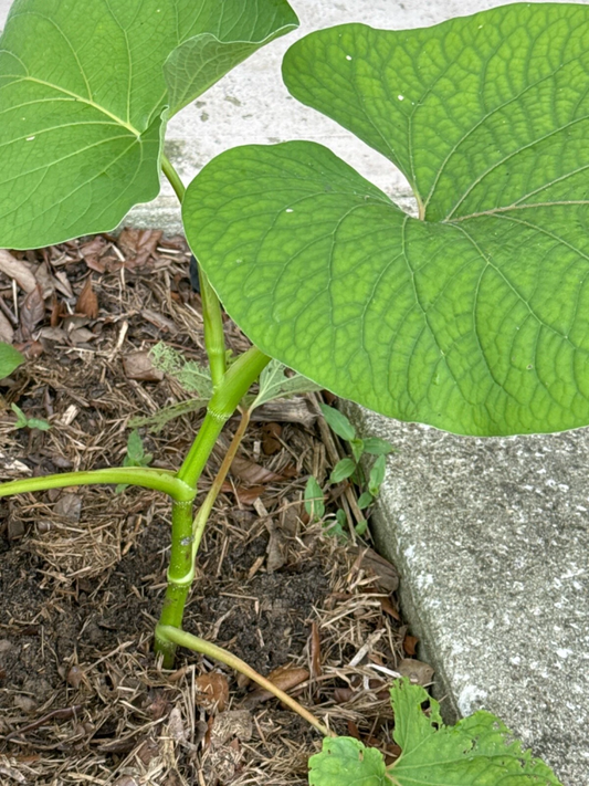 Hoja Santa Piper Auritum Live Plant 10 Inch, Mexican Pepperleaf, Root Beer Plant, Aromatic Herb for Indoor Outdoor Gardening
