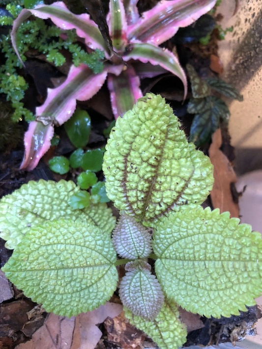 Moon Valley Pilea Mollis Cutting Plantlet – Textured Green Foliage for Indoor Garden or Terrarium, Easy Care, Vibrant Green, Pilea Mollis