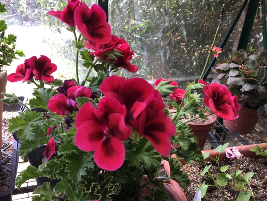 Martha Washington Geranium Cuttings – 6 Pelargonium Regal Mix Stems for Rooting, Colorful Garden Variety