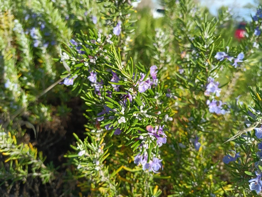 Organic Rosemary Cuttings 12pcs | Live 10” Herb Stems for Planting | Fresh USA-Grown Culinary Herb | Fast Rooting Rosemary Stems