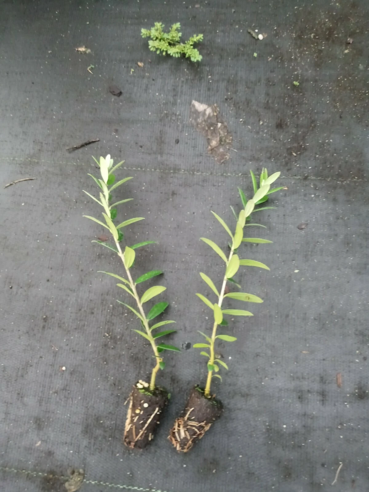 Arbequina Olive Tree Starter Plants – 2 Live Olea europaea ‘Arbequina’ for Garden or Container Growing