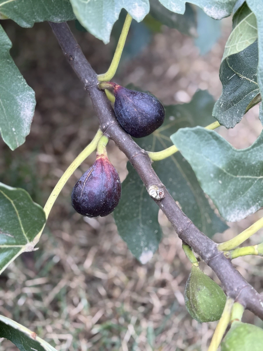 LSU Purple Fig Cutting – 6–10 Inch Hardwood Propagation Plant for Home Gardens, Fruit-Bearing Ficus carica Variety