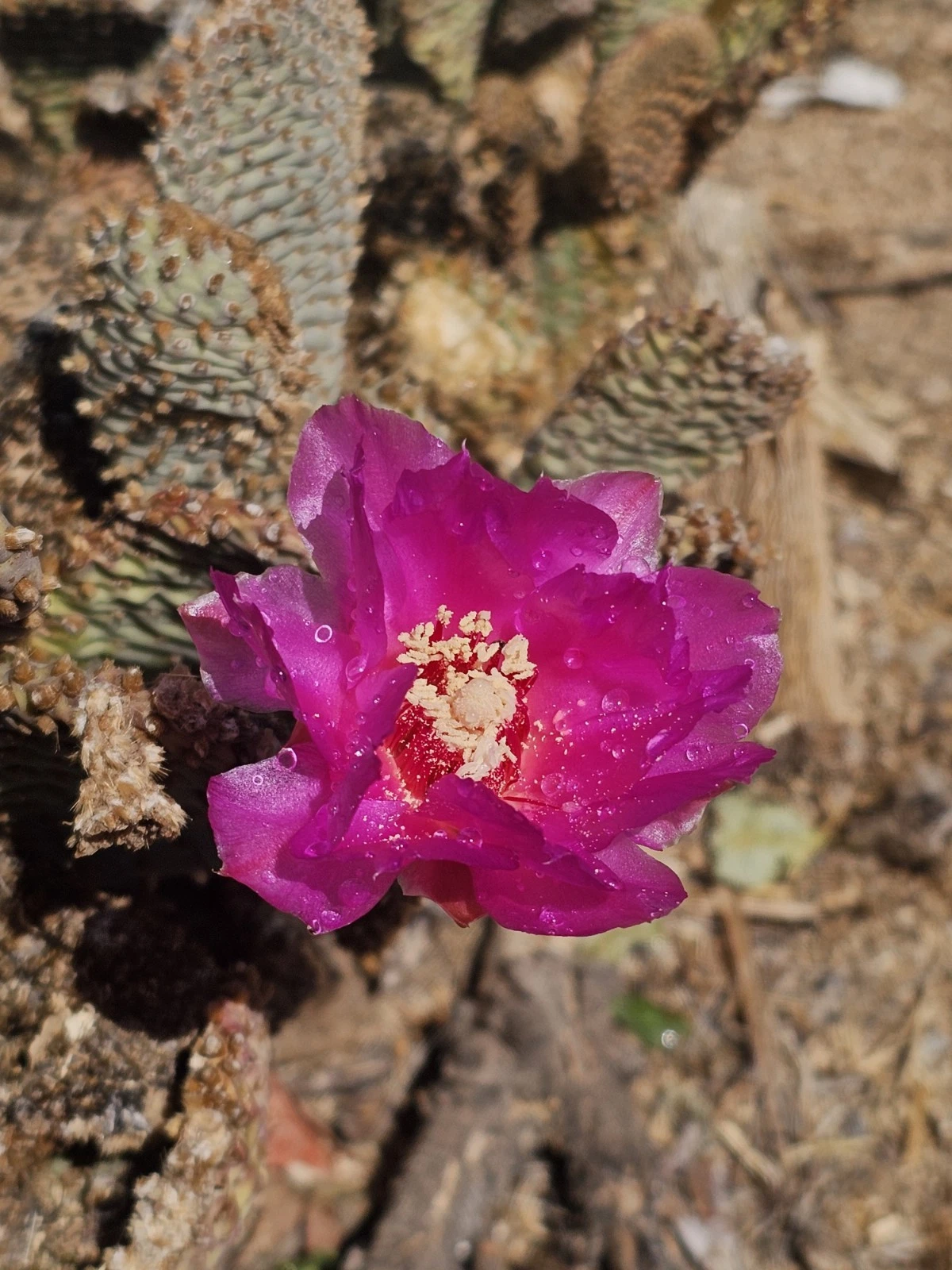 Beavertail Cactus Pads – 5 Live Opuntia basilaris, 3–5” Succulent for Xeriscape, Rock Gardens & Containers
