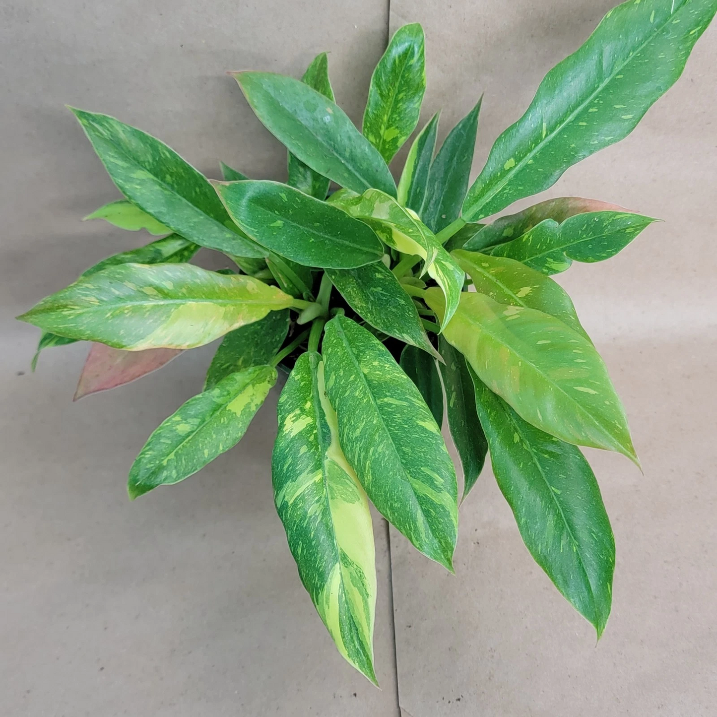 Philodendron Ring of Fire Variegated Live Plant – Tropical Aroid with Colorful Foliage, 6-Inch Potted Plant