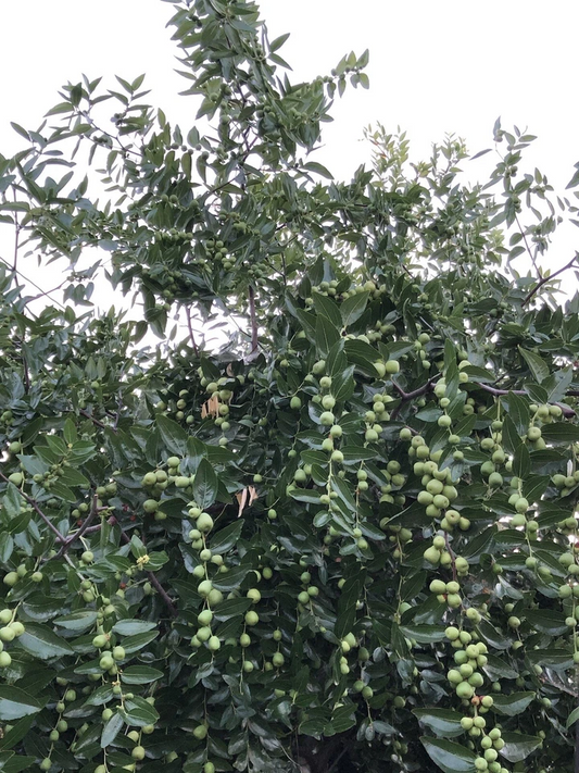 Lang Jujube Tree Cuttings – 5 Unrooted Ziziphus jujuba Chinese Red Date Planting Material