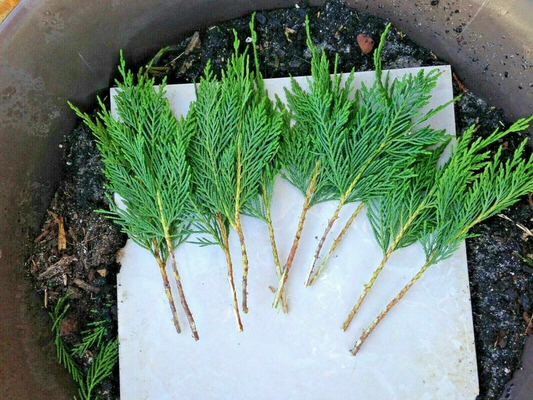 Leyland Cypress Tree Cuttings – 50 Fresh Unrooted 7-8 Inch Clones – × Cuprocyparis leylandii Evergreen Privacy Hedge Plants