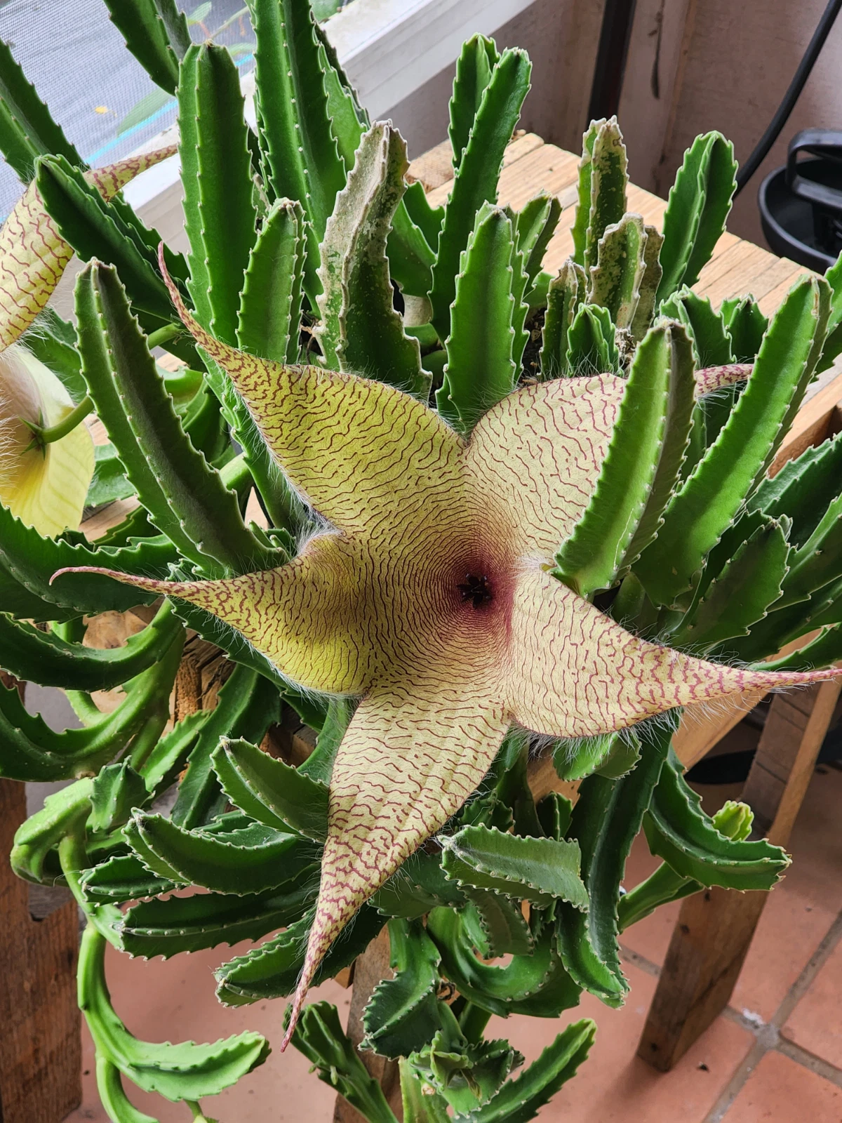 Stapelia Gigantea Starfish Flower Cutting – Rare Succulent Stem for Planting, Giant Star-Shaped Bloom, Easy Care, Unique Succulent Plant