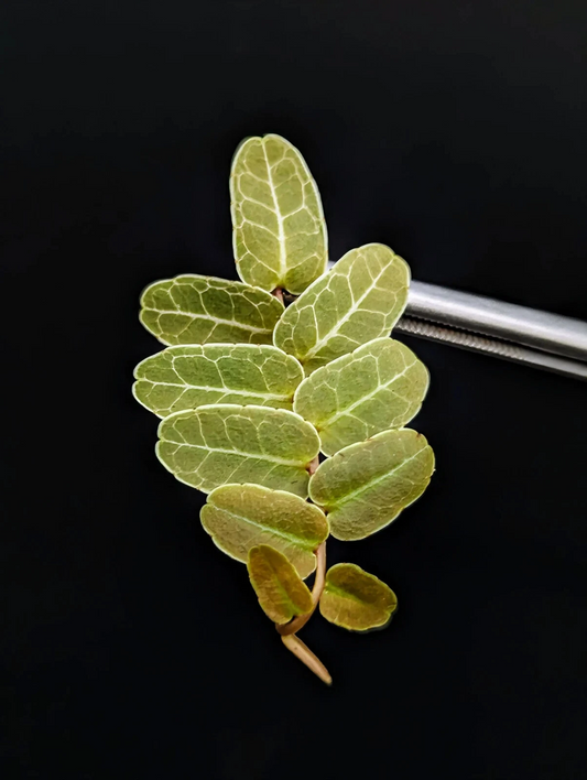 Marcgravia sp. Brown Ecuador Climbing Vine 10-Leaf Cutting for Terrarium Vivarium High Humidity Plant