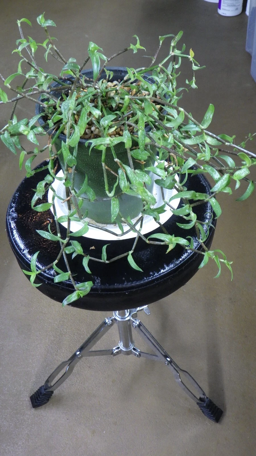 Callisia micrantha Cuttings – Indoor Trailing Houseplant Starts for Pots & Hanging Baskets, Easy-Rooting Wandering Jew Plant